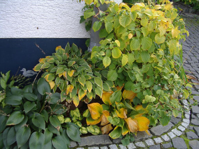 IMGP4926.jpg
