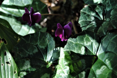 DSC_1481.JPG