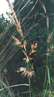 Sorghastrum Nutans Indian Steel Blüte Sept 2020 (2).jpg