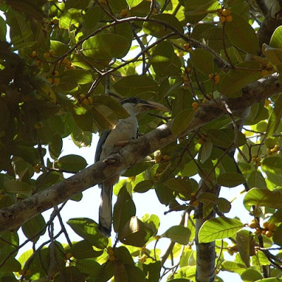 071343_sigiriya_vogel.jpg