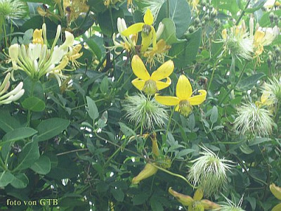 Clematis_orientalis_x_serratifolia_Helios_2.jpg