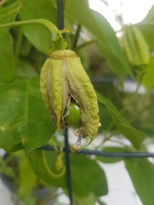EiaPopeia3.jpg