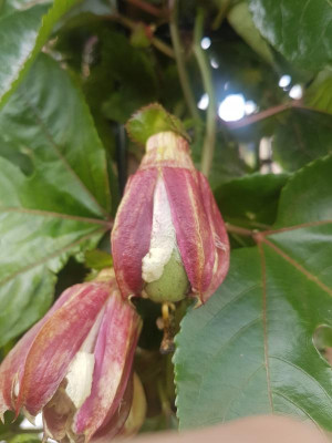 Edulis3.jpg