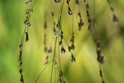Panicum-Tropfen-k.jpg