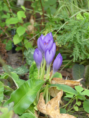 2020-09-24 Crocus banaticus 1.jpg
