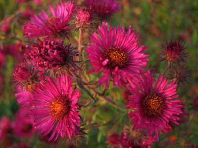 2020_0625September230084.JPG