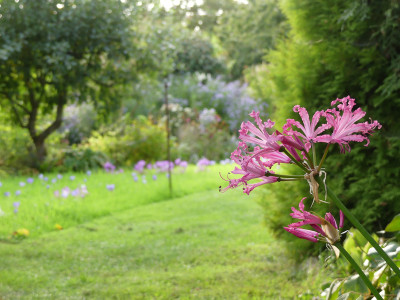 2020-09-24 Nerine 1.jpg