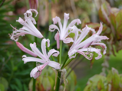 2020-09-24 Nerine 2.jpg