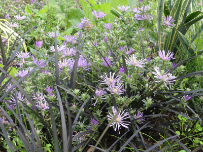 2020-09-24 Aster sericeus.jpg