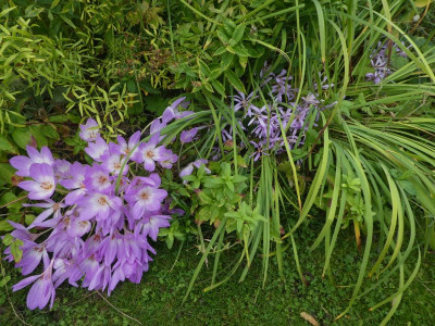 Colchicum 'Lilac Wonder' und autumnale 200924 k.jpg