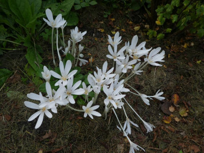Colchicum autumnale album 200924 k.jpg