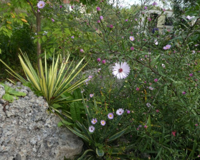 Aster 'Vasterival'200924 k.jpg