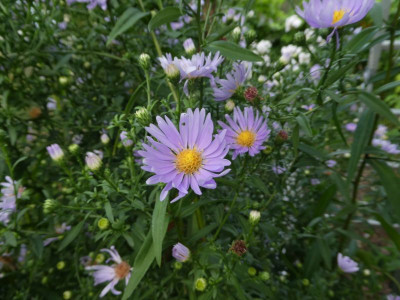 aster aus England 200924 k.jpg