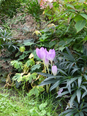 2020-09-24 Colchicum.jpg