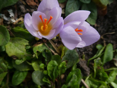 Crocus hadriaticus 200923 k.jpg