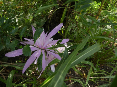 Colchicum 'Waterlily' 200924 k.jpg