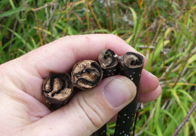2020-09-24 Betula 'Chris Lane'.jpg