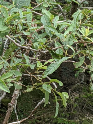 Salix appendiculata.jpg