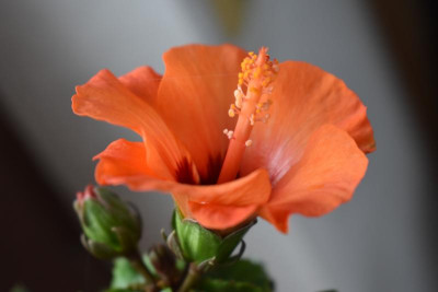 diverse Feigen, Hibiscus 007.JPG
