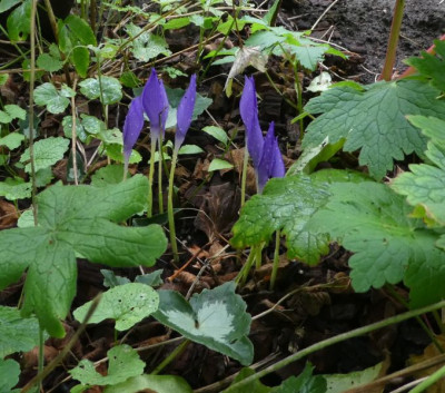 Crocus banaticus dunkel 200925 k.jpg