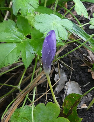 Crocus banaticus blau 200925 k.jpg