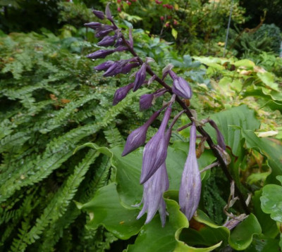 Hosta 'Cranberry Wine' 200925 k.jpg