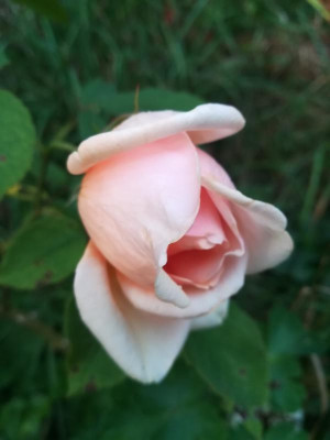 IMG_20200925_182848.jpg