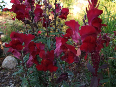 2020_0627September250109.JPG