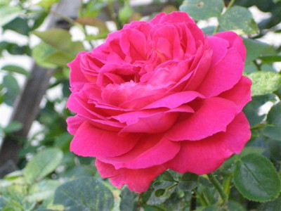 IMG_1089_Small.JPG