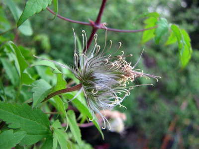 PUR_04.08_III.jpg