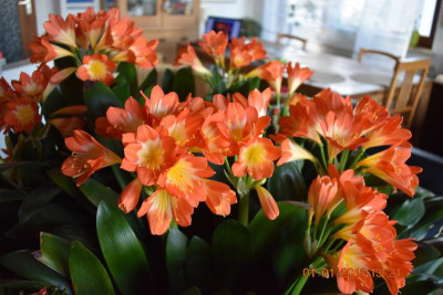 Klivienblüte 17 014.JPG
