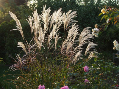 2020_0627September250142.JPG