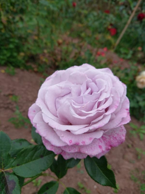 DSC_5005.JPG