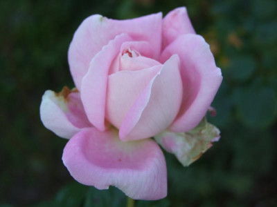 2020_0627September250132.JPG