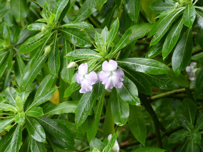 2020-09-16 Impatiens sodenii 1.jpg