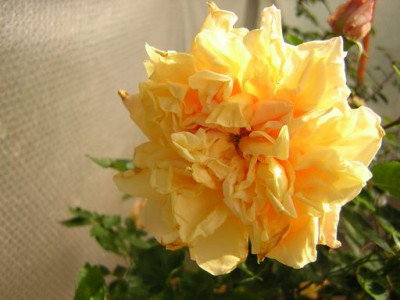 Souv._dun_Ami_S.1a.JPG