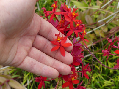 2020-09-19 UGO Epidendrium 1.jpg