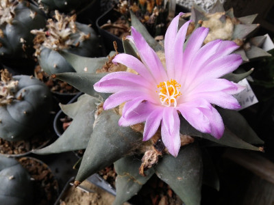 Ariocarpus trigonus.jpg