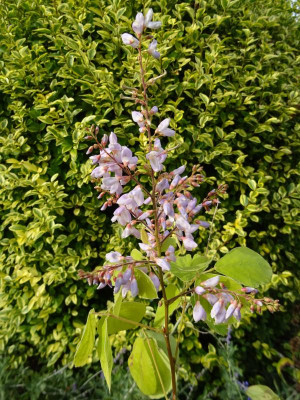 Desmodium elegans September 2020.JPG