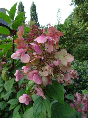 Hydrangea paniculata Wim's Red September 2020.JPG