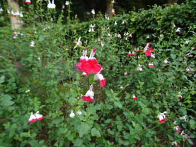 Salvia Hot Lips September 2020.JPG