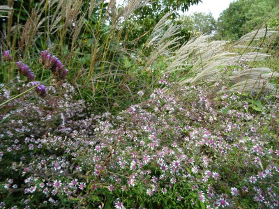 Aster lateriflorus horizontalis September 2020.JPG