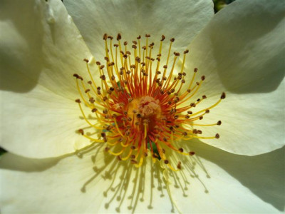 Rose.0.JPG