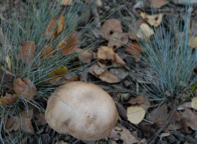 Pilz1-1-342-klein.jpg