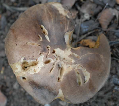 Pilz1-2-343-klein.jpg
