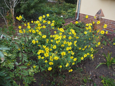 Helianthus 27.920 ue.JPG