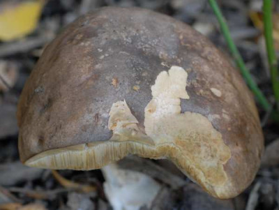 Pilz1-3-344-klein.jpg
