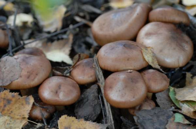 Pilz2-Kolonie-347-klein.jpg