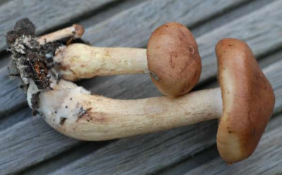 Pilz2-Duo-348-klein.jpg