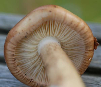 Pilz2_Hut_innen-349-klein.jpg